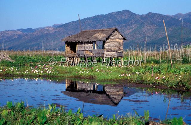 birmanie 08.JPG - Jardins flottants sur le lac InleBirmanie (Myanmar)